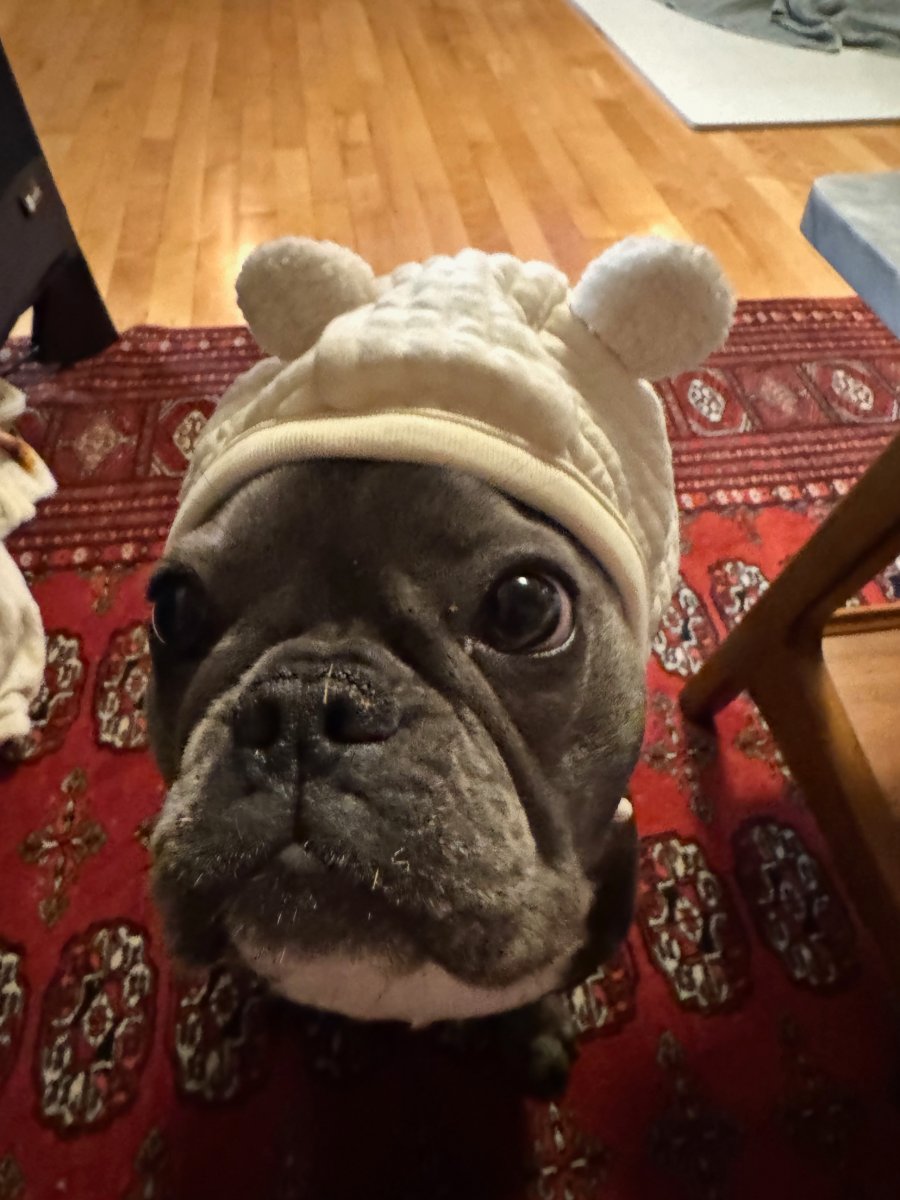 Birdie in a bear hat