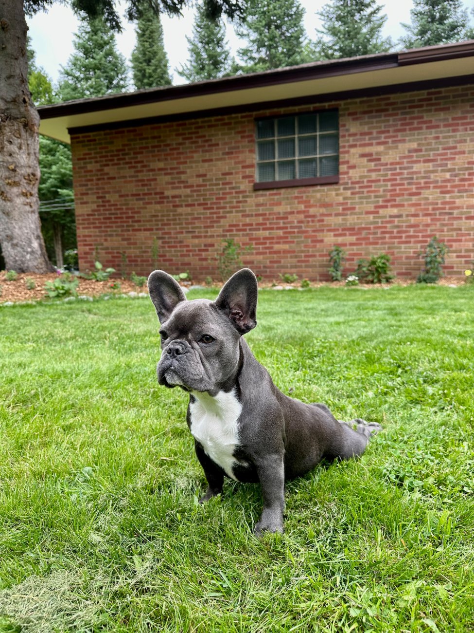 Birdie outside on brick
