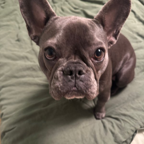 Birdie close up