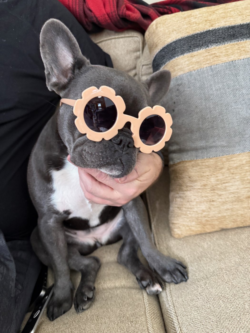 Birdie in flower sunglasses