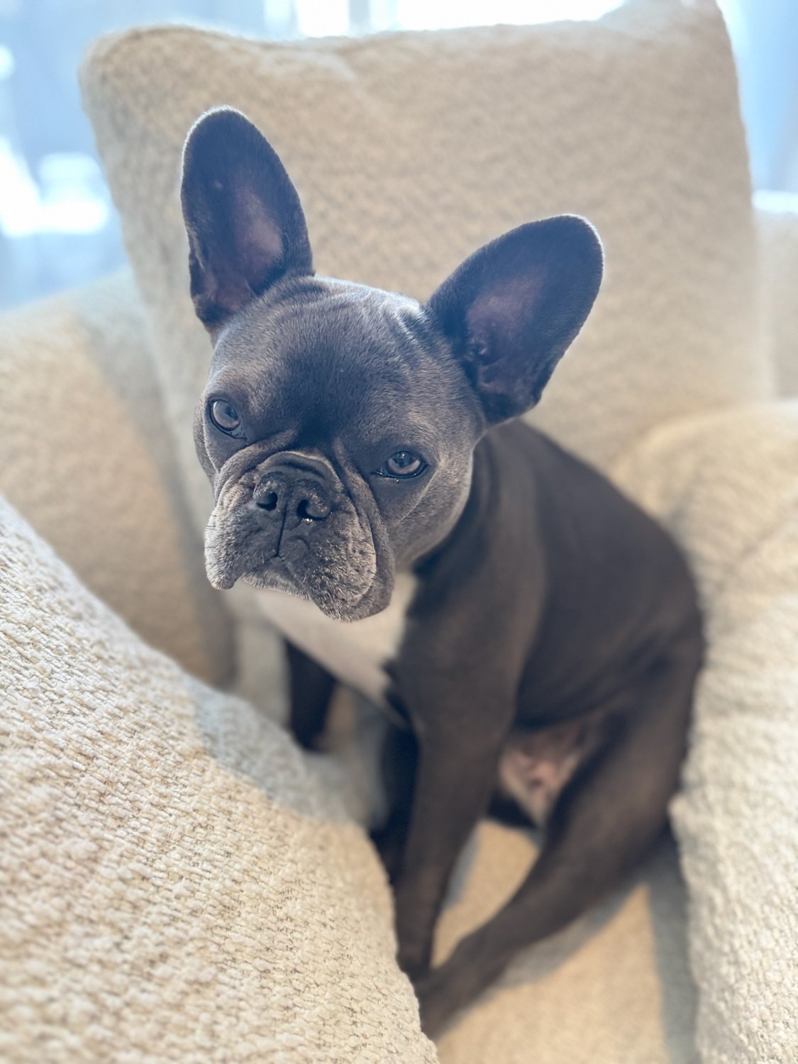 Birdie, a blue French Bulldog, sitting in a sunbeam