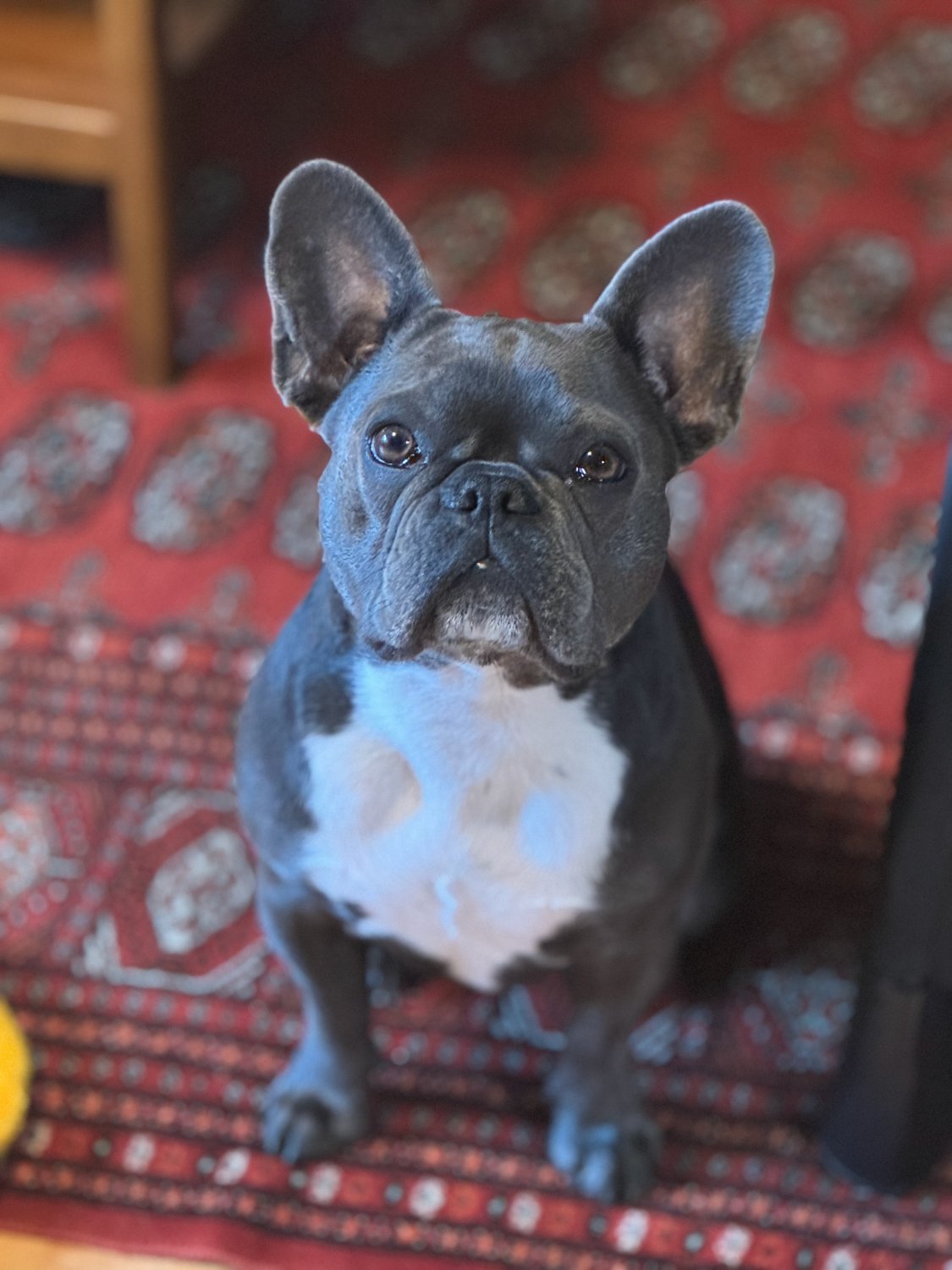 Birdie sitting with her white chest patch showing