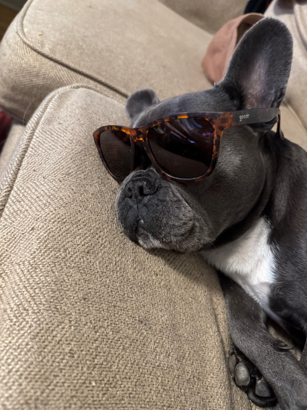 Birdie in sunglasses