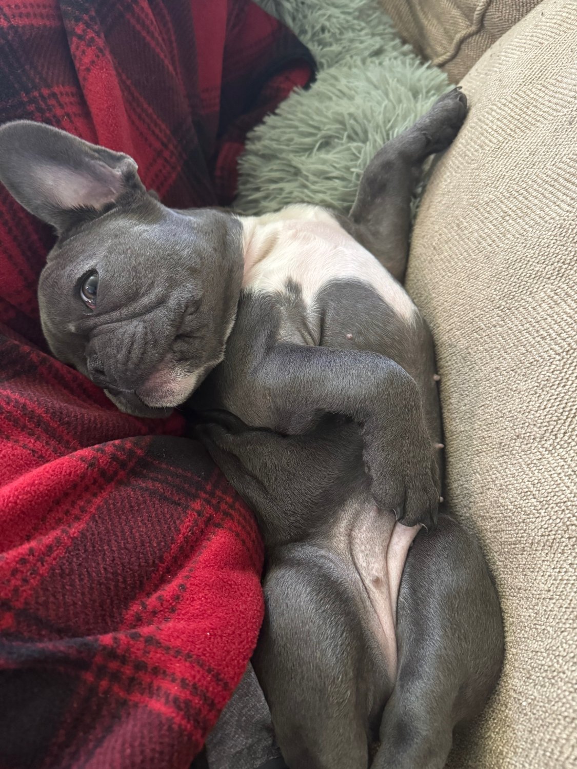 Birdie napping