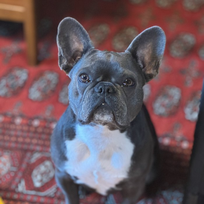 Birdie on a rug